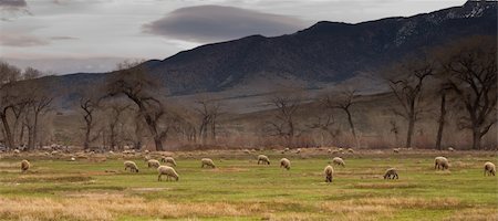 strotter13 (artist) - A photograph of a lovely summer day on a farm.  The sheep are grazing. Stock Photo - Budget Royalty-Free & Subscription, Code: 400-04348947