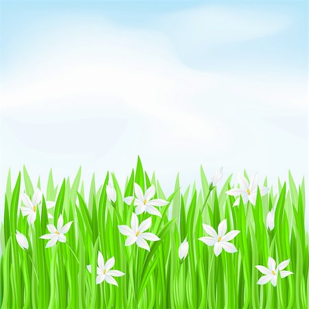 simsearch:400-04706517,k - Green grass with white flowers. Spring Greeting Card Stock Photo - Budget Royalty-Free & Subscription, Code: 400-04348996