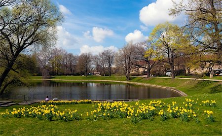 field of daffodil pictures - Dresden in spring time. Germany Stock Photo - Budget Royalty-Free & Subscription, Code: 400-04349012