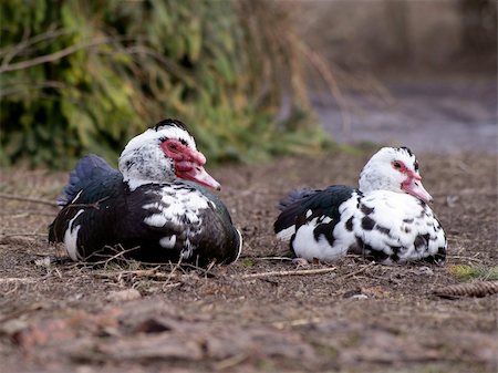 Duck and drake sitting on the ground. Duck is a black and white coloring Stock Photo - Budget Royalty-Free & Subscription, Code: 400-04349061