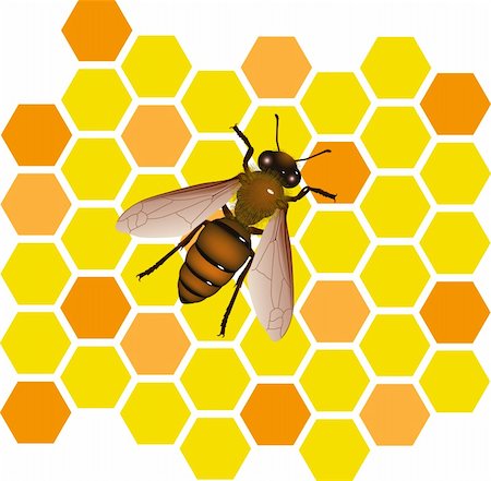 Bee vector Photographie de stock - Aubaine LD & Abonnement, Code: 400-04349107