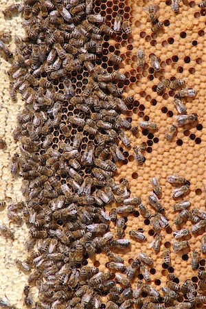 queen bee - An image of bees on comb Foto de stock - Super Valor sin royalties y Suscripción, Código: 400-04349433