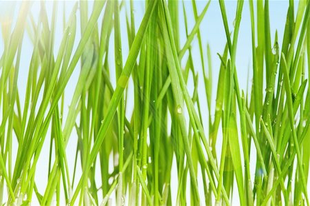 Fresh green wheat grass in field against blue sky with sun Foto de stock - Super Valor sin royalties y Suscripción, Código: 400-04349535