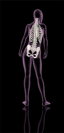 simsearch:400-04359834,k - 3D render of a female medical skeleton showing rib cage, spine and hip bone Foto de stock - Super Valor sin royalties y Suscripción, Código: 400-04349817