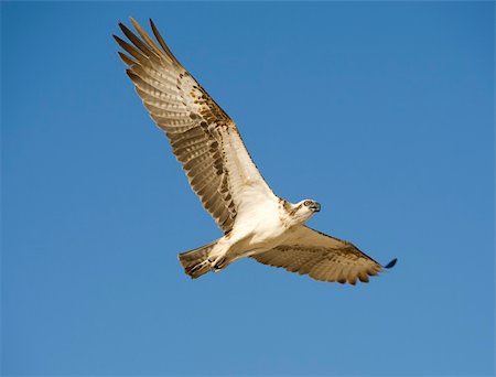 fischadler - Large Osprey in flight with its wing spread Stockbilder - Microstock & Abonnement, Bildnummer: 400-04349832