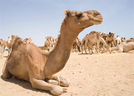 Dromedary camels at an Egyptian market Stock Photo - Budget Royalty-Free & Subscription, Code: 400-04349862