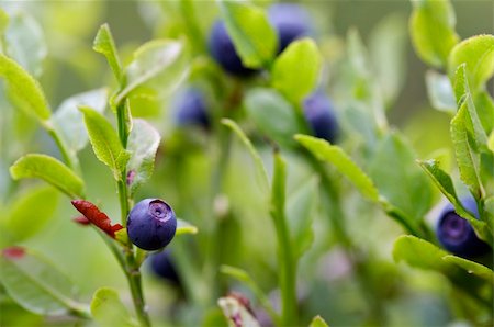 Close-up of the blueberry shrubs Photographie de stock - Aubaine LD & Abonnement, Code: 400-04349879