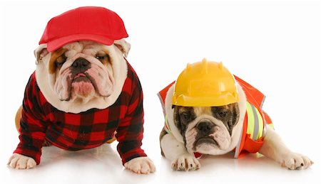 picture sleepy worker - working dogs - two english bulldogs dressed up for work on white background Stock Photo - Budget Royalty-Free & Subscription, Code: 400-04349885