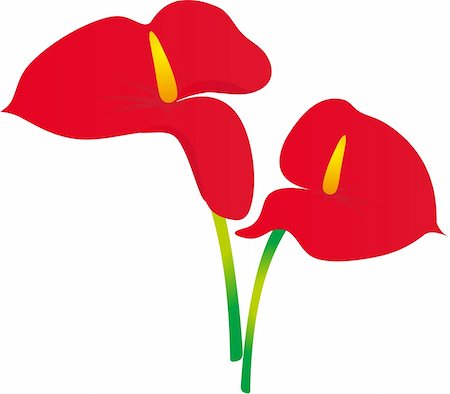 simsearch:400-04258779,k - Flower on a white background. Vector Illustration. Stock Photo - Budget Royalty-Free & Subscription, Code: 400-04349882