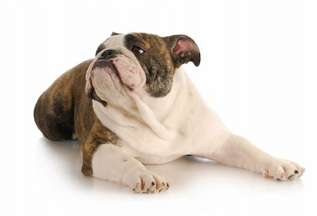 simsearch:400-08192678,k - english bulldog laying down lookin up on white background Foto de stock - Super Valor sin royalties y Suscripción, Código: 400-04349933