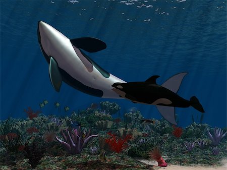 seagrass - two orcas swim in the ocean Stock Photo - Budget Royalty-Free & Subscription, Code: 400-04349949