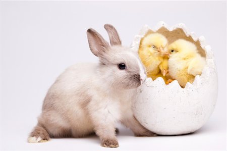 egg birth - Happy Easter Stock Photo - Budget Royalty-Free & Subscription, Code: 400-04340152