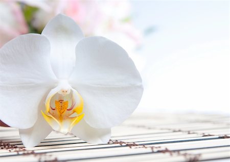 simsearch:400-04806771,k - white orchid wiht  blossoms and buds over light Stockbilder - Microstock & Abonnement, Bildnummer: 400-04340218