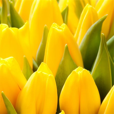 beautiful yellow tulips, big bouquet Stock Photo - Budget Royalty-Free & Subscription, Code: 400-04340305