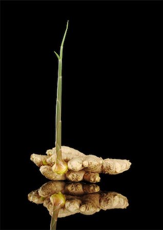 Sprouting root ginger (lat. Zingiber Officinale) photographed on black with reflection (Selective Focus, Focus on the front) Stock Photo - Budget Royalty-Free & Subscription, Code: 400-04340506