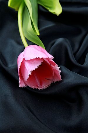 pink purple tulip on a silk background Photographie de stock - Aubaine LD & Abonnement, Code: 400-04340526