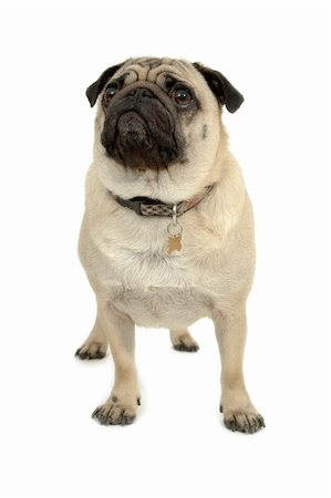 shocked face animal - Pug standing on white background Stock Photo - Budget Royalty-Free & Subscription, Code: 400-04340618