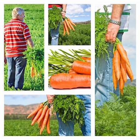 simsearch:400-07982459,k - Collage of carrot farmer on his farm Photographie de stock - Aubaine LD & Abonnement, Code: 400-04340657