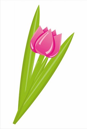 simsearch:400-04331987,k - pink tulip isolated on white Foto de stock - Super Valor sin royalties y Suscripción, Código: 400-04340687