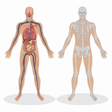 simsearch:400-05311566,k - illustration of human anatomy of man on white background Stockbilder - Microstock & Abonnement, Bildnummer: 400-04340708