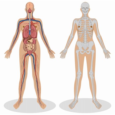 illustration of human anatomy of woman on white background Photographie de stock - Aubaine LD & Abonnement, Code: 400-04340712