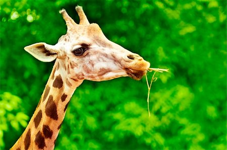 simsearch:400-04832119,k - Giraffe eating twig, forest background Foto de stock - Royalty-Free Super Valor e Assinatura, Número: 400-04340793