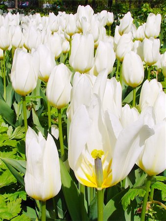 simsearch:400-04341599,k - White Tulip Field Photographie de stock - Aubaine LD & Abonnement, Code: 400-04341599