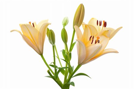 simsearch:400-05883363,k - Beautiful yellow lilies isolated on white background. Photographie de stock - Aubaine LD & Abonnement, Code: 400-04341947