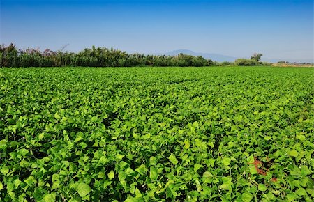Large bean plantation in southern Greece under a clear morning blue sky Stock Photo - Budget Royalty-Free & Subscription, Code: 400-04342094