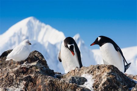 simsearch:400-04900478,k - penguins on the stony coast of Antarctica Photographie de stock - Aubaine LD & Abonnement, Code: 400-04342271