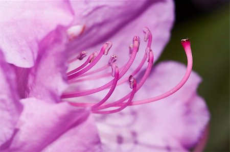 rose bay - Close-up (macro) of the bloom of rose-bay Foto de stock - Royalty-Free Super Valor e Assinatura, Número: 400-04342964