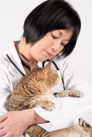 Kindly doctor of pet holding cat and looking and checking, half length closeup portrait on white background. Stock Photo - Budget Royalty-Free & Subscription, Code: 400-04343357
