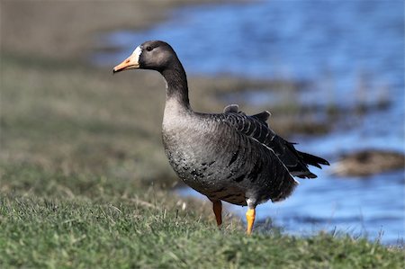 Wild greater white-fronted goose Photographie de stock - Aubaine LD & Abonnement, Code: 400-04343352