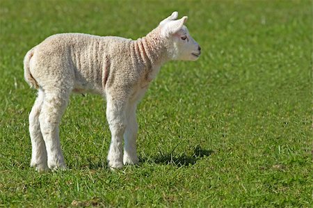 Little lamb in the meadow Stock Photo - Budget Royalty-Free & Subscription, Code: 400-04343501