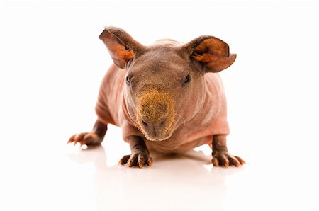 simsearch:400-05321831,k - skinny guinea pig on the white Stock Photo - Budget Royalty-Free & Subscription, Code: 400-04343675