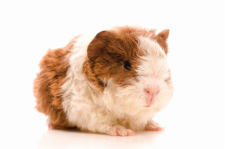 baby guinea pig Stock Photo - Budget Royalty-Free & Subscription, Code: 400-04343677