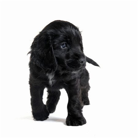 simsearch:400-05888313,k - portrait of a  purebred puppy english cocker in a studio Photographie de stock - Aubaine LD & Abonnement, Code: 400-04343962