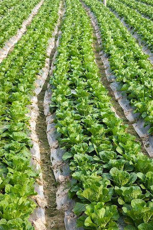 full frame background of fresh Chinese cabbage at spring in Fujian,China Stock Photo - Budget Royalty-Free & Subscription, Code: 400-04354031