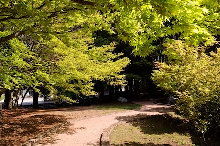 Path under green maple trees and leaves in daytime in Fushoushan Farm, Taiwan, Asia. Stock Photo - Budget Royalty-Free & Subscription, Code: 400-04354075