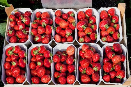 Closeup of fresh organic strawberries growing on the vine Stockbilder - Microstock & Abonnement, Bildnummer: 400-04354138