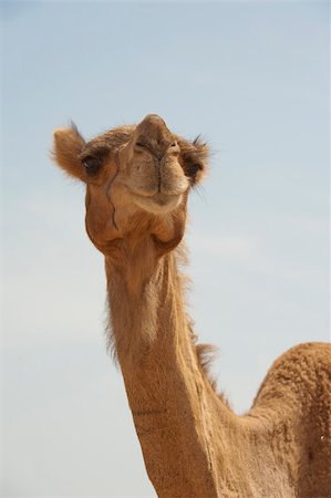 dromedario - Closeup up of head from a dromedary camel against blue sky background Photographie de stock - Aubaine LD & Abonnement, Code: 400-04354141