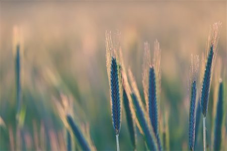 sunset meal - close up of wheat on sunset background Stock Photo - Budget Royalty-Free & Subscription, Code: 400-04354550