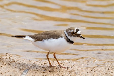 pluvier - A Little Ringed Plover (Charadrius dubius) by the water Photographie de stock - Aubaine LD & Abonnement, Code: 400-04354578