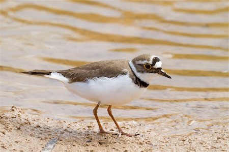 A Little Ringed Plover (Charadrius dubius) by the water Stock Photo - Budget Royalty-Free & Subscription, Code: 400-04354578