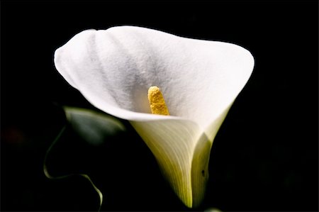 simsearch:400-04095393,k - A white Calla in the morning sun Fotografie stock - Microstock e Abbonamento, Codice: 400-04354627