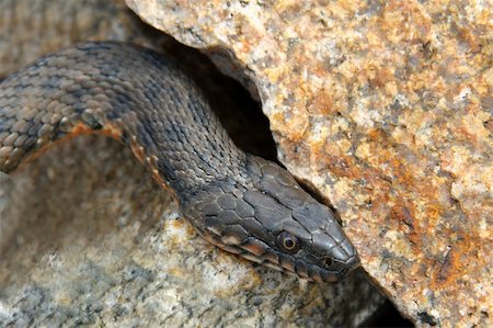 simsearch:841-05783891,k - Snake water, latin Natrix tessellata Stock Photo - Budget Royalty-Free & Subscription, Code: 400-04354630