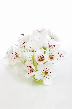 simsearch:400-08197381,k - Fresh, blooming tree in spring with white flowers isolated on white Foto de stock - Super Valor sin royalties y Suscripción, Código: 400-04354662