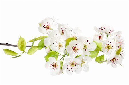 simsearch:400-08197381,k - Fresh, blooming tree in spring with white flowers isolated on white Foto de stock - Super Valor sin royalties y Suscripción, Código: 400-04354674