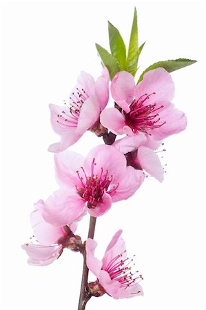 simsearch:400-04778886,k - Fresh, blooming tree in spring with pink flowers Fotografie stock - Microstock e Abbonamento, Codice: 400-04354675