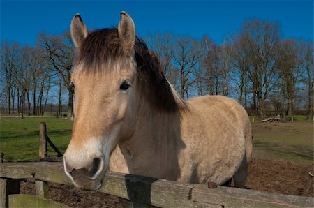 simsearch:400-04779460,k - beautiful fjord horse behind a fence Stock Photo - Budget Royalty-Free & Subscription, Code: 400-04354724